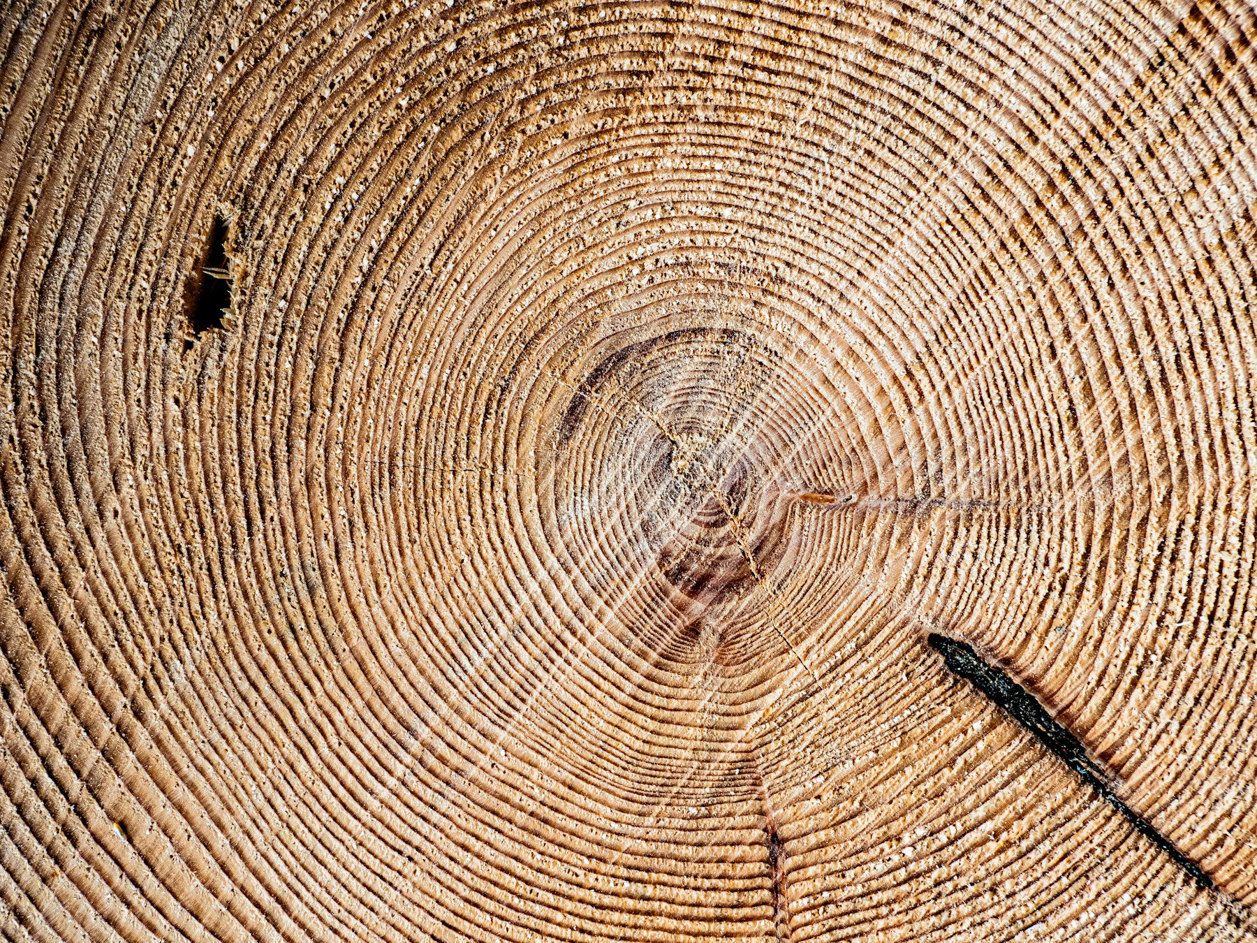Close-up of tree rings in a cut trunk.